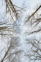 Obraz premium Looking up at trees without foliage in a forest during winter, abstract natural background
