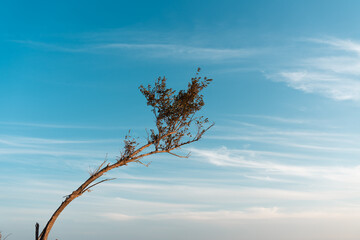 A lone tree against a blue sky with thin clouds