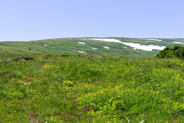 Walking through the subalpine meadows in the highlands during the flowering of plants and warm weather.