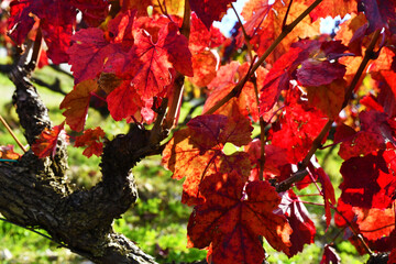 Particolare di una vigna, Toscana