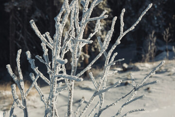 The frozen branches covered by the ice and white snow. frozen trees in winter. White frozen tree branches at winter.