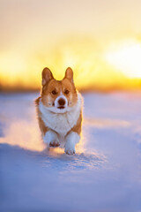 cute corgi dog puppy runs merrily through the snow in a winter sunlight
