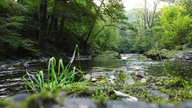Fowing River in the woods with Grass blowing in the wind