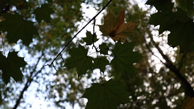 Maple Leaves On A Branch On A Background Of Fall Trees