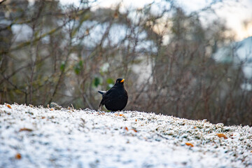 Amsel im Winter