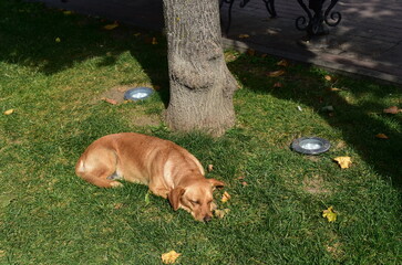 a dog sleeps on the grass  on a clear autumn day