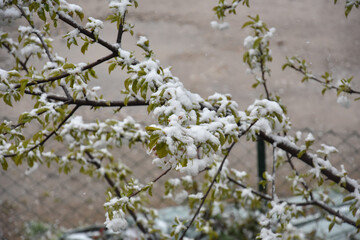 Snow on a first buds and white flowers on tree. Concept of bad weather condition, frost and agriculture disaster. Damage to the orchard
