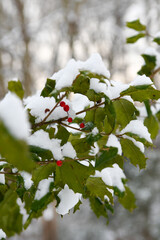 Red Berries Covered in the Snow