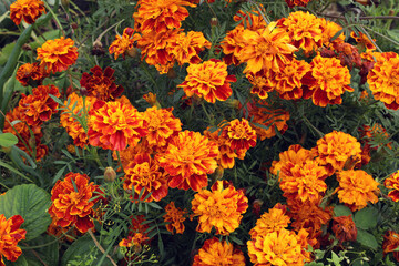 bright orange-yellow flowers of double marigolds (lat. Tagetes) bloom in autumn in the garden
