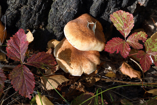 forest mushrooms honey mushrooms grow near an old birch tree surrounded by red autumn leaves of wild strawberries