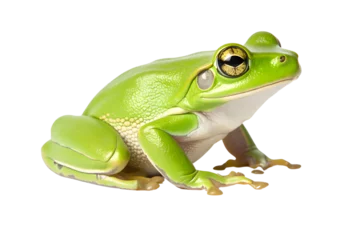 Deurstickers green tree frog © lovephotos