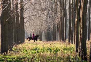  Girl riding a horse on autumn forest