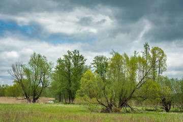 Fototapeta premium Sumpfland am Europäischen Fernwanderweg E10 im im Spreewald zwischen Lübbenau und Lübben im Frühling