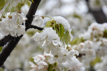 Snow on a first buds and white flowers on tree. Concept of bad weather condition, frost and agriculture disaster. Damage to the orchard