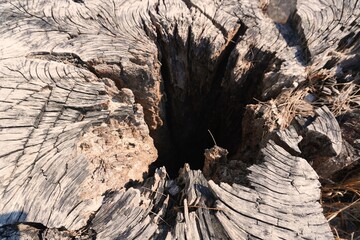 tree trunk texture wood pattern
