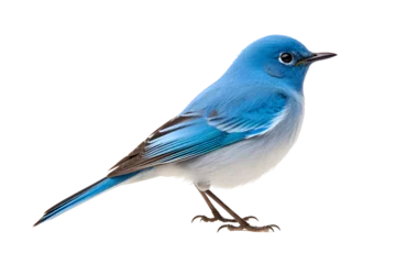 Zelfklevend Fotobehang blue bird isolated on white background © lovephotos