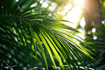 Close up of green palm leaf foliage in beautiful sunlight