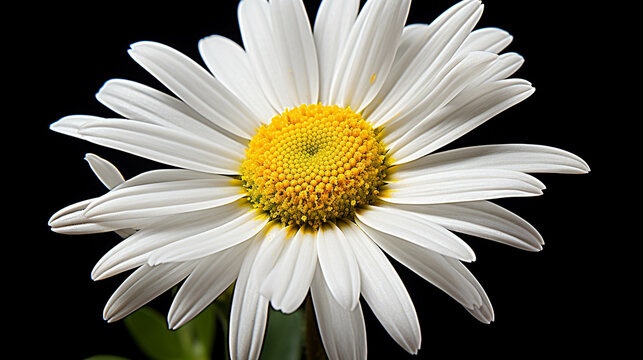 white daisy flower high definition photographic creative image