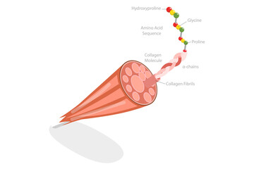 3D Isometric Flat  Conceptual Illustration of Collagen Anatomy, Medical Scheme