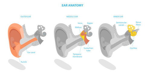 3D Isometric Flat  Conceptual Illustration of Human Ear Anatomy, Labeled Medical Scheme