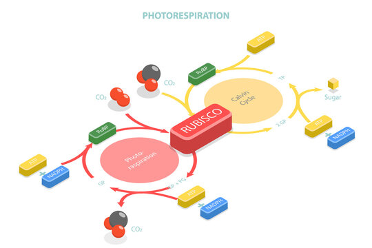 3D Isometric Flat  Conceptual Illustration of Photorespiration, Oxidative Photosynthetic Carbon Cycle