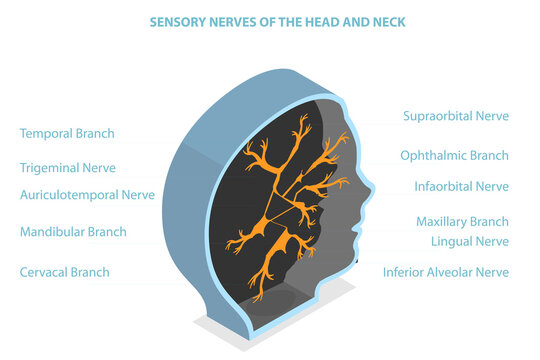 3D Isometric Flat  Conceptual Illustration of Sensory Nerves Of The Head And Neck, Educational Medical Diagram