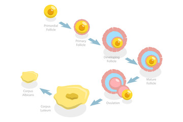 3D Isometric Flat  Conceptual Illustration of Menstrual Cycle, Luteal and Follicular Phases
