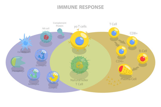 3D Isometric Flat  Conceptual Illustration of Immune Response, Cells of The Immune System