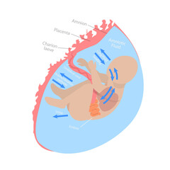 3D Isometric Flat  Conceptual Illustration of Fetal Water Flow, Medical Unborn Baby Functionality