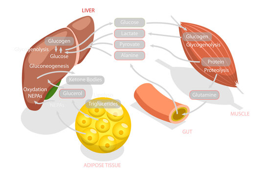 3D Isometric Flat  Conceptual Illustration of Gluconeogenesis Metabolic Pathway, Biochemical Process