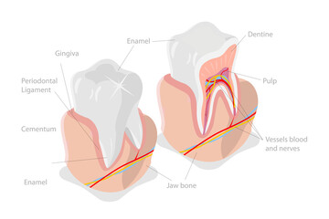 3D Isometric Flat  Conceptual Illustration of Dental Structure, Tooth Anatomy