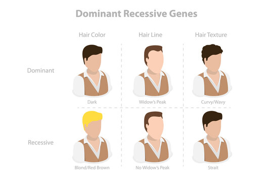 3D Isometric Flat  Conceptual Illustration of Dominant Recessive Genes, Educational Explanation
