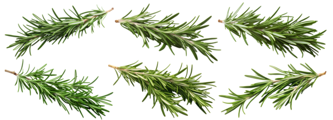Set of fresh rosemary twigs, cut out