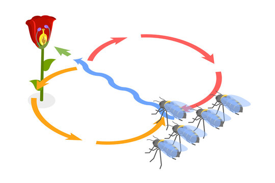 3D Isometric Flat  Conceptual Illustration of Bee Waggle Dance, Animal Language
