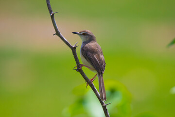 Plain prinia bird sitting on a twig - little bird