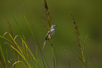 Plain prinia bird sitting on a twig - little bird