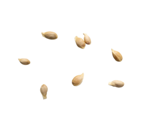 Orange seeds isolated on white