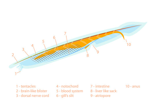 3D Isometric Flat  Conceptual Illustration of Branchiostoma Lanceolatum Anatomy Scheme, Translucent Fish-like Animal