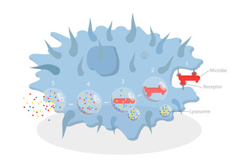 3D Isometric Flat  Conceptual Illustration of Phagocytosis, Labeled endocytosis Educational Scheme