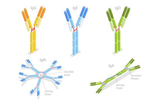 3D Isometric Flat  Conceptual Illustration of Different Types Of Immunoglobulins, Antibodies Structure
