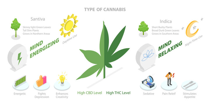 3D Isometric Flat  Conceptual Illustration of Tipe Of Cannabis, The List of Cannabinoids