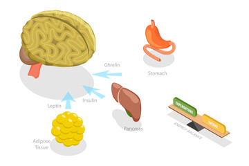 3D Isometric Flat  Conceptual Illustration of Control Of Food Intake, Appetite and Hunger Hormones - obrazy, fototapety, plakaty