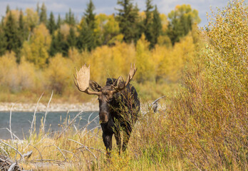 Bull Moose in the Rut in Autumn in Wyoming