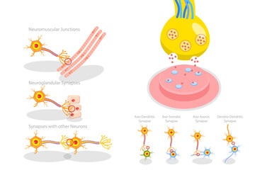 3D Isometric Flat  Conceptual Illustration of Synapse, Neuromuscular Junction