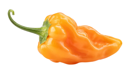 Orange Habanero Peppers isolated on a transparent background.