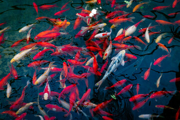 a school of red fish as a background