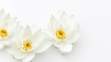Fototapeta na wymiar Beautiful Lotus flowers on white surface