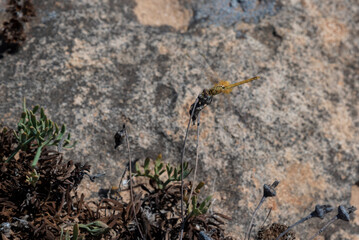 dragonfly on the grass