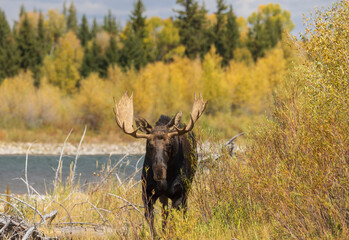 Bull Moose in the Rut in Autumn in Wyoming