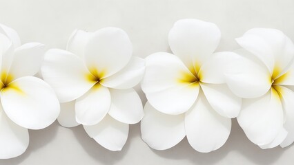 Beautiful Plumeria flowers on white surface